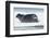 Canada, Nunavut Territory, Repulse Bay, Bearded Seal Resting in Summer Sun on Sea Ice on Hudson Bay-Paul Souders-Framed Photographic Print