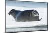 Canada, Nunavut Territory, Repulse Bay, Bearded Seal Resting in Summer Sun on Sea Ice on Hudson Bay-Paul Souders-Mounted Photographic Print