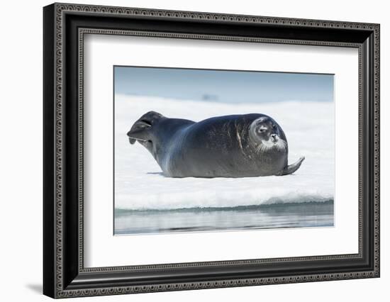 Canada, Nunavut Territory, Repulse Bay, Bearded Seal Resting in Summer Sun on Sea Ice on Hudson Bay-Paul Souders-Framed Photographic Print