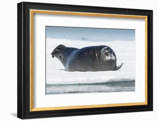 Canada, Nunavut Territory, Repulse Bay, Bearded Seal Resting in Summer Sun on Sea Ice on Hudson Bay-Paul Souders-Framed Photographic Print