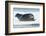 Canada, Nunavut Territory, Repulse Bay, Bearded Seal Resting in Summer Sun on Sea Ice on Hudson Bay-Paul Souders-Framed Photographic Print