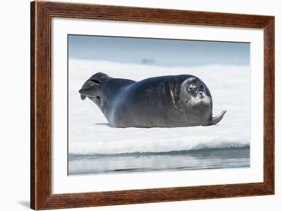 Canada, Nunavut Territory, Repulse Bay, Bearded Seal Resting in Summer Sun on Sea Ice on Hudson Bay-Paul Souders-Framed Photographic Print