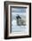 Canada, Nunavut Territory, Repulse Bay, Bearded Seal Resting in Summer Sun on Sea Ice on Hudson Bay-Paul Souders-Framed Photographic Print