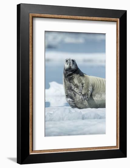 Canada, Nunavut Territory, Repulse Bay, Bearded Seal Resting in Summer Sun on Sea Ice on Hudson Bay-Paul Souders-Framed Photographic Print