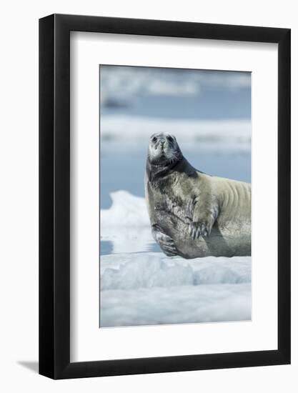 Canada, Nunavut Territory, Repulse Bay, Bearded Seal Resting in Summer Sun on Sea Ice on Hudson Bay-Paul Souders-Framed Photographic Print