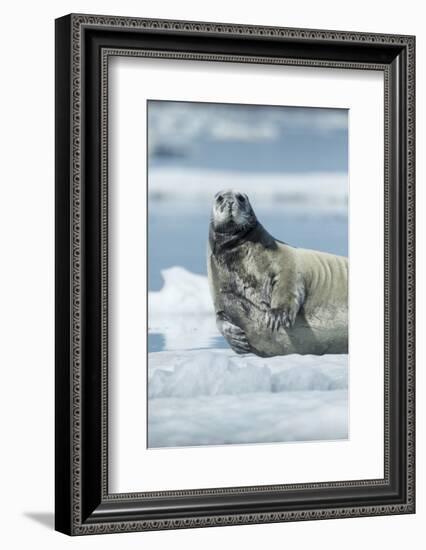 Canada, Nunavut Territory, Repulse Bay, Bearded Seal Resting in Summer Sun on Sea Ice on Hudson Bay-Paul Souders-Framed Photographic Print