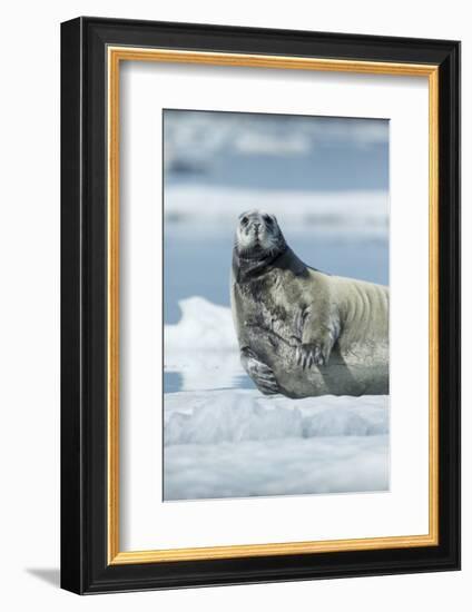 Canada, Nunavut Territory, Repulse Bay, Bearded Seal Resting in Summer Sun on Sea Ice on Hudson Bay-Paul Souders-Framed Photographic Print