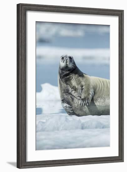 Canada, Nunavut Territory, Repulse Bay, Bearded Seal Resting in Summer Sun on Sea Ice on Hudson Bay-Paul Souders-Framed Photographic Print