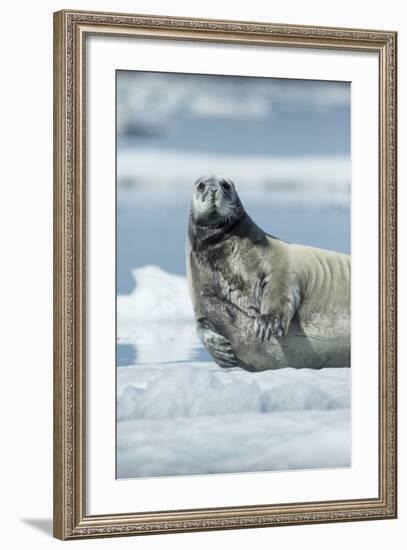 Canada, Nunavut Territory, Repulse Bay, Bearded Seal Resting in Summer Sun on Sea Ice on Hudson Bay-Paul Souders-Framed Photographic Print