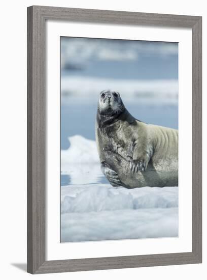 Canada, Nunavut Territory, Repulse Bay, Bearded Seal Resting in Summer Sun on Sea Ice on Hudson Bay-Paul Souders-Framed Photographic Print