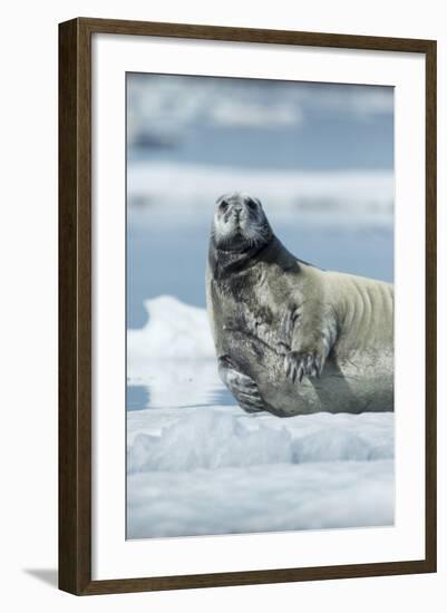 Canada, Nunavut Territory, Repulse Bay, Bearded Seal Resting in Summer Sun on Sea Ice on Hudson Bay-Paul Souders-Framed Photographic Print