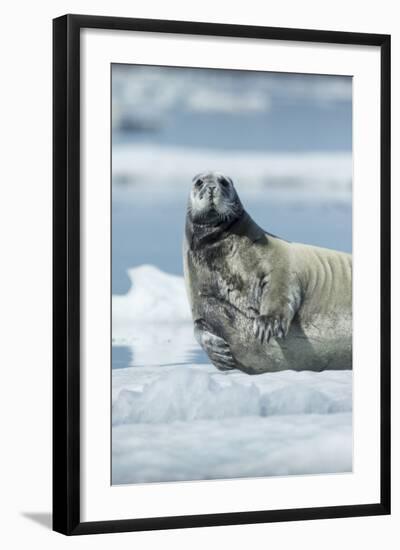 Canada, Nunavut Territory, Repulse Bay, Bearded Seal Resting in Summer Sun on Sea Ice on Hudson Bay-Paul Souders-Framed Photographic Print