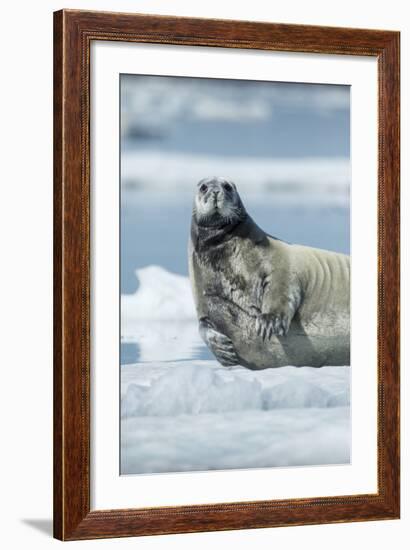 Canada, Nunavut Territory, Repulse Bay, Bearded Seal Resting in Summer Sun on Sea Ice on Hudson Bay-Paul Souders-Framed Photographic Print