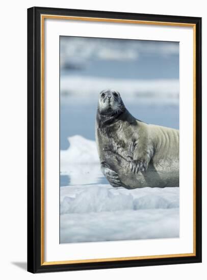 Canada, Nunavut Territory, Repulse Bay, Bearded Seal Resting in Summer Sun on Sea Ice on Hudson Bay-Paul Souders-Framed Photographic Print