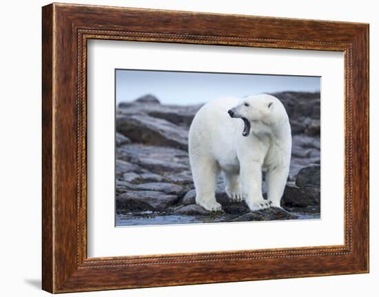 Canada, Nunavut Territory, Repulse Bay, Male Polar Bear Yawning-Paul Souders-Framed Photographic Print