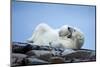 Canada, Nunavut Territory, Repulse Bay, Male Polar Bear Yawning-Paul Souders-Mounted Photographic Print