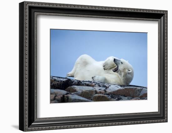 Canada, Nunavut Territory, Repulse Bay, Male Polar Bear Yawning-Paul Souders-Framed Photographic Print