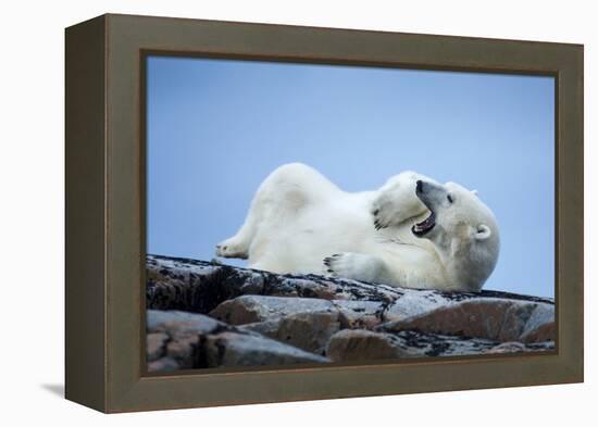 Canada, Nunavut Territory, Repulse Bay, Male Polar Bear Yawning-Paul Souders-Framed Premier Image Canvas