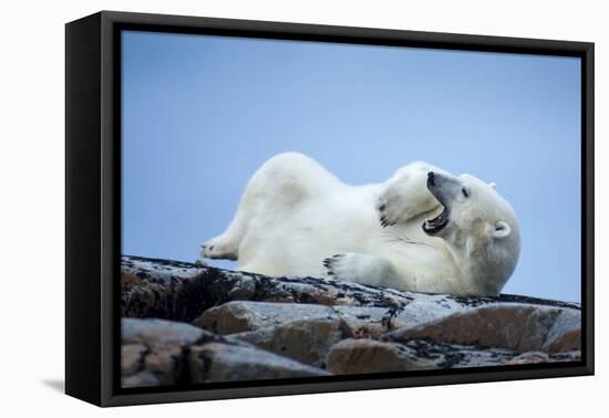 Canada, Nunavut Territory, Repulse Bay, Male Polar Bear Yawning-Paul Souders-Framed Premier Image Canvas