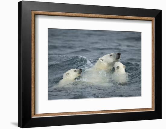 Canada, Nunavut Territory, Repulse Bay, Polar Bear and Young Cubs Swimming Near Harbor Islands-Paul Souders-Framed Photographic Print