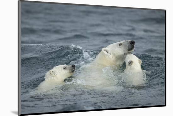 Canada, Nunavut Territory, Repulse Bay, Polar Bear and Young Cubs Swimming Near Harbor Islands-Paul Souders-Mounted Photographic Print