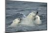 Canada, Nunavut Territory, Repulse Bay, Polar Bear and Young Cubs Swimming Near Harbor Islands-Paul Souders-Mounted Photographic Print