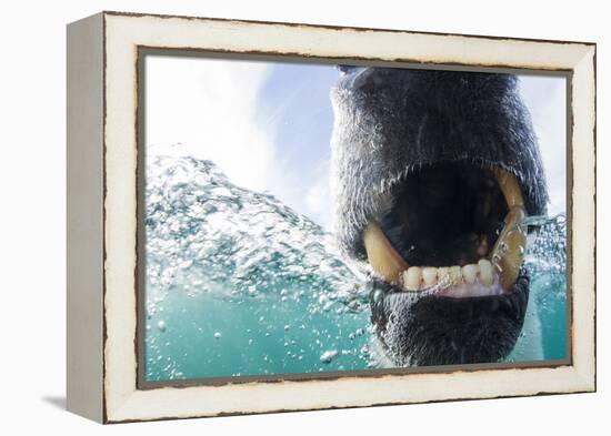 Canada, Nunavut Territory, Repulse Bay, Polar Bear in Hudson Bay-Paul Souders-Framed Premier Image Canvas