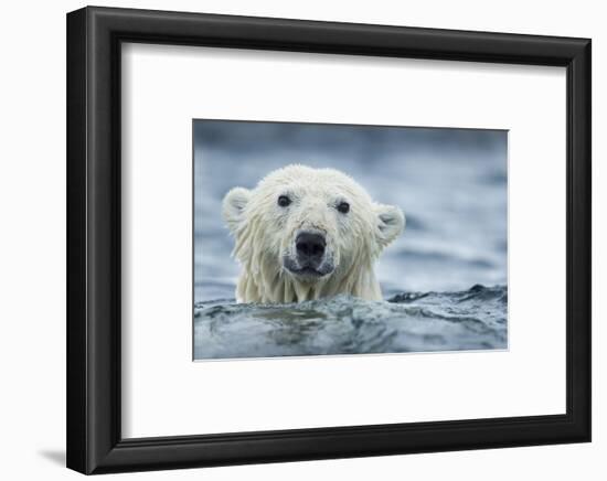 Canada, Nunavut Territory, Repulse Bay, Polar Bear Swimming Near Harbor Islands-Paul Souders-Framed Photographic Print
