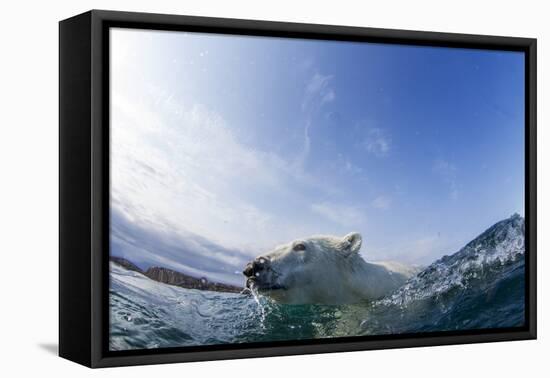 Canada, Nunavut Territory, Repulse Bay, Polar Bear Swimming-Paul Souders-Framed Premier Image Canvas