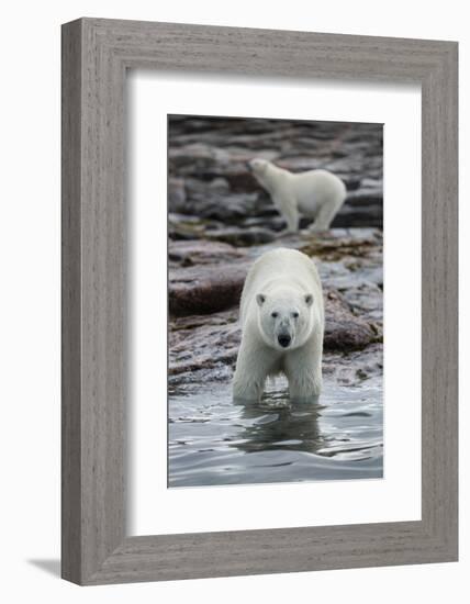 Canada, Nunavut Territory, Repulse Bay, Polar Bears Along Shoreline-Paul Souders-Framed Photographic Print