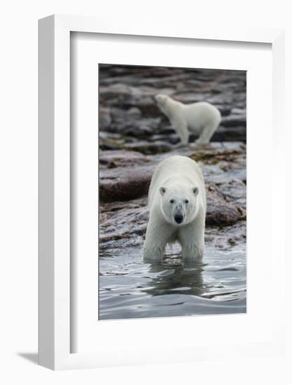 Canada, Nunavut Territory, Repulse Bay, Polar Bears Along Shoreline-Paul Souders-Framed Photographic Print