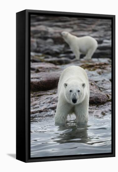 Canada, Nunavut Territory, Repulse Bay, Polar Bears Along Shoreline-Paul Souders-Framed Premier Image Canvas