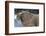 Canada, Nunavut Territory, Walrus Near Arctic Circle on Hudson Bay-Paul Souders-Framed Photographic Print