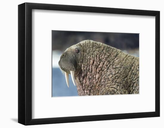 Canada, Nunavut Territory, Walrus Near Arctic Circle on Hudson Bay-Paul Souders-Framed Photographic Print