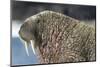 Canada, Nunavut Territory, Walrus Near Arctic Circle on Hudson Bay-Paul Souders-Mounted Photographic Print