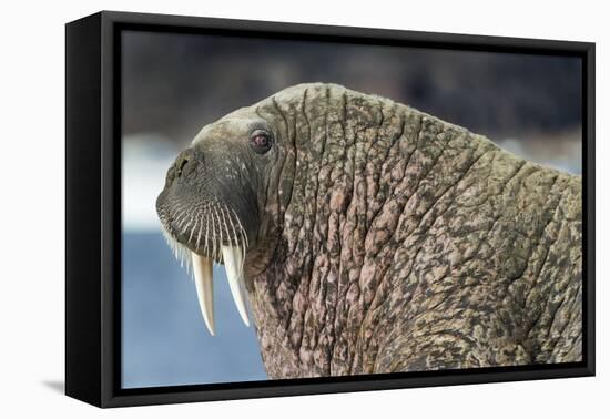 Canada, Nunavut Territory, Walrus Near Arctic Circle on Hudson Bay-Paul Souders-Framed Premier Image Canvas