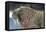 Canada, Nunavut Territory, Walrus Near Arctic Circle on Hudson Bay-Paul Souders-Framed Premier Image Canvas