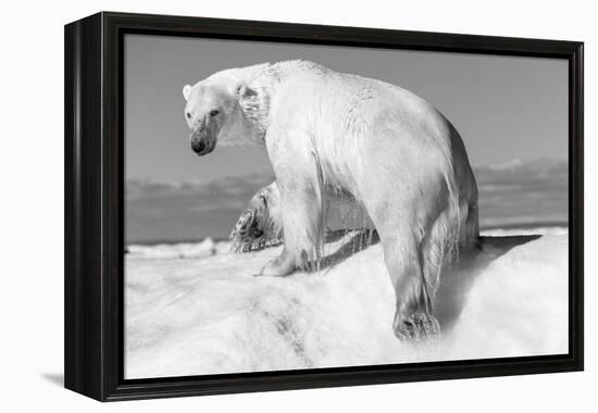 Canada, Nunavut Territory, Wet Polar Bear on an Iceberg in Hudson Bay-Paul Souders-Framed Premier Image Canvas