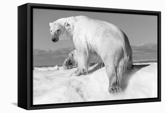 Canada, Nunavut Territory, Wet Polar Bear on an Iceberg in Hudson Bay-Paul Souders-Framed Premier Image Canvas