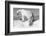 Canada, Nunavut Territory, Wet Polar Bear on an Iceberg in Hudson Bay-Paul Souders-Framed Photographic Print