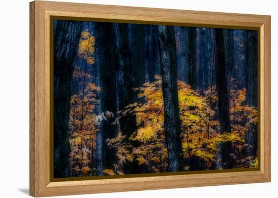 Canada, Ontario. Autumn Abstract of Forest-Bill Young-Framed Premier Image Canvas