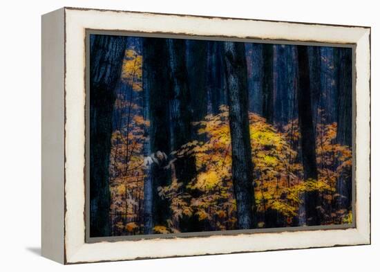 Canada, Ontario. Autumn Abstract of Forest-Bill Young-Framed Premier Image Canvas