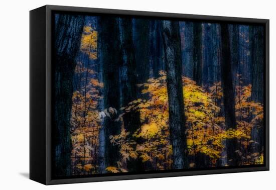 Canada, Ontario. Autumn Abstract of Forest-Bill Young-Framed Premier Image Canvas