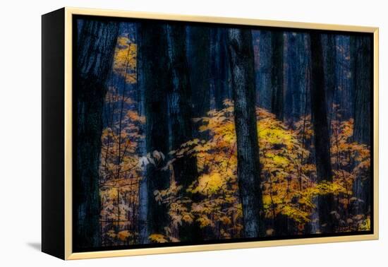 Canada, Ontario. Autumn Abstract of Forest-Bill Young-Framed Premier Image Canvas