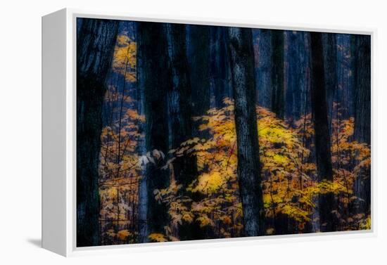 Canada, Ontario. Autumn Abstract of Forest-Bill Young-Framed Premier Image Canvas