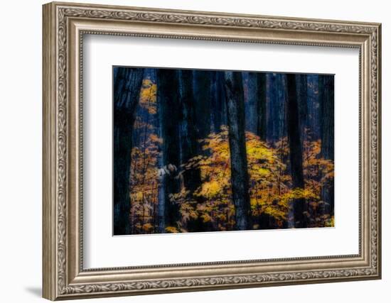 Canada, Ontario. Autumn Abstract of Forest-Bill Young-Framed Photographic Print