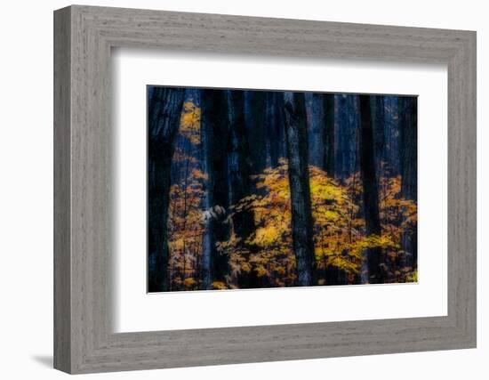 Canada, Ontario. Autumn Abstract of Forest-Bill Young-Framed Photographic Print