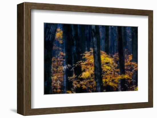 Canada, Ontario. Autumn Abstract of Forest-Bill Young-Framed Photographic Print