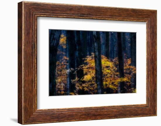 Canada, Ontario. Autumn Abstract of Forest-Bill Young-Framed Photographic Print