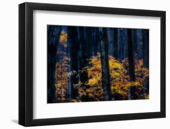 Canada, Ontario. Autumn Abstract of Forest-Bill Young-Framed Photographic Print